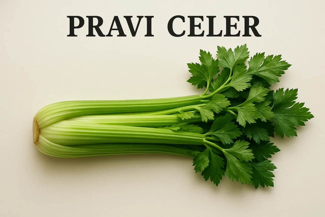 Pravi Celer